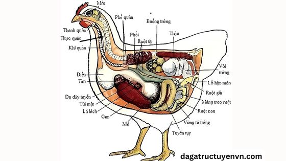 Các bộ phận trong cơ thể con gà