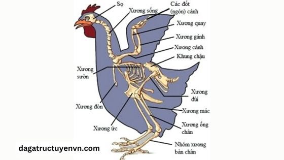 cấu trúc xương gà