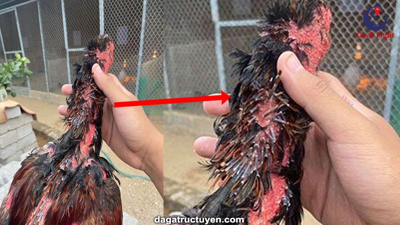 Cách chăm sóc gà chọi thay lông