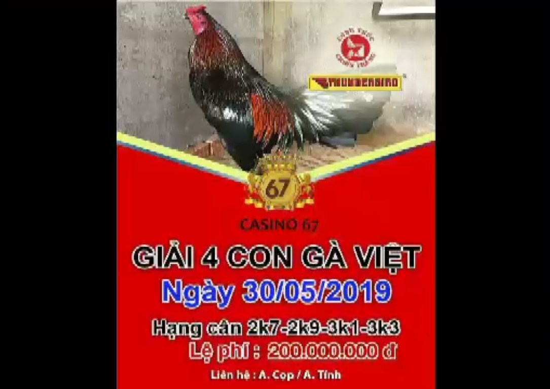 Giải 4 con gà Việt