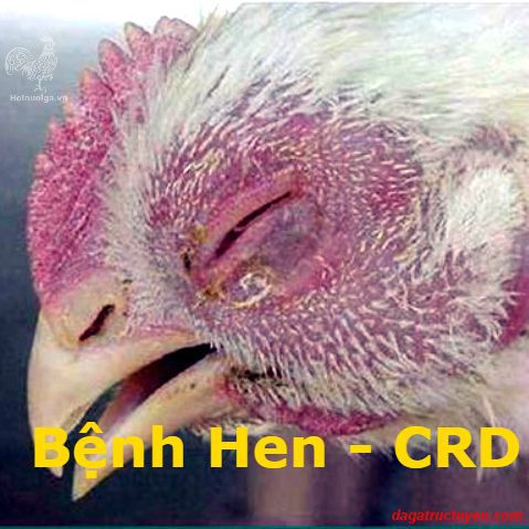 Bệnh CRD ở gà 
