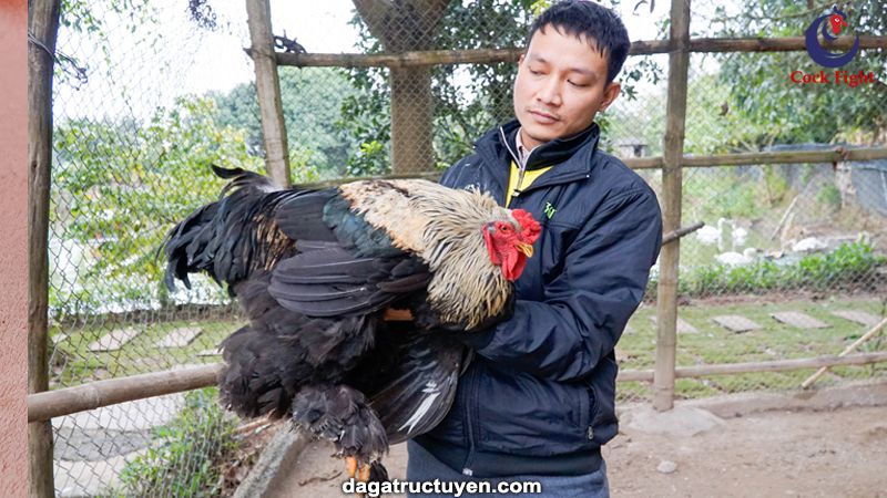 Kinh nghiệm nuôi gà Brahma
