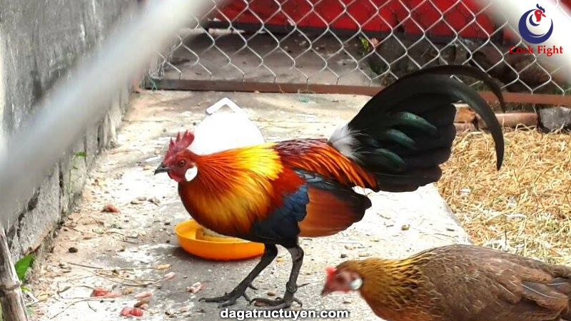 Mua bán gà rừng Việt Nam