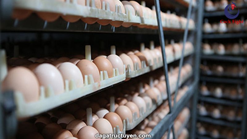 Gà Lương Phượng đẻ trứng cho sản lượng cao