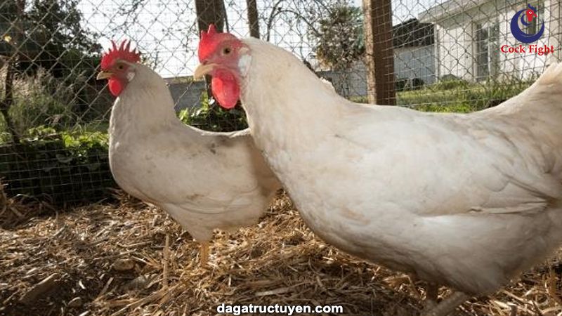 Giống gà Lơgo được nuôi nhiều vì cho sản lượng trứng nhiều