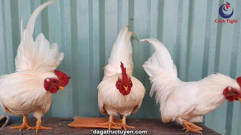 Giống gà tre Nhật Bản